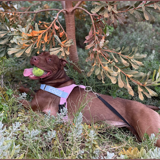 Photo of Coco