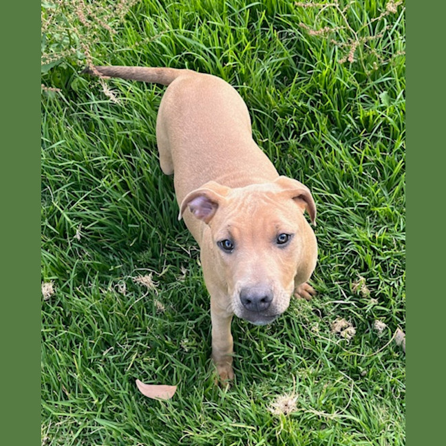 Photo of Shavina Dara