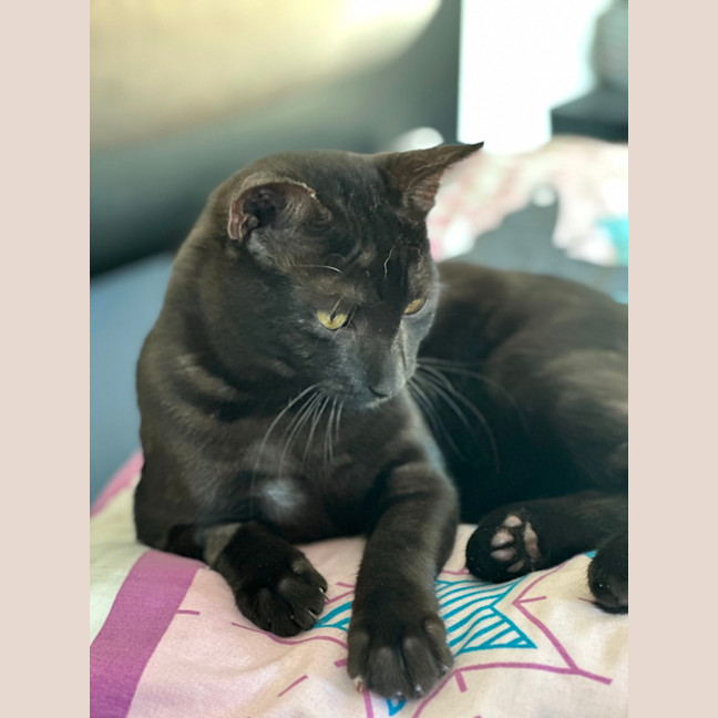 Photo of Myles The Black Panther