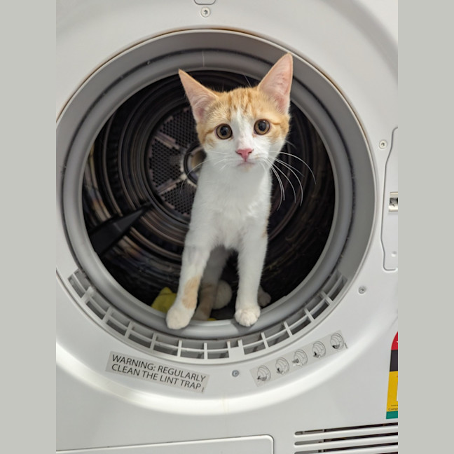 Photo of Ricette (Ricky)