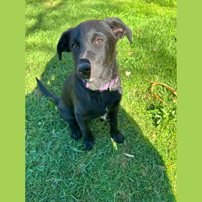 Photo of Blossom