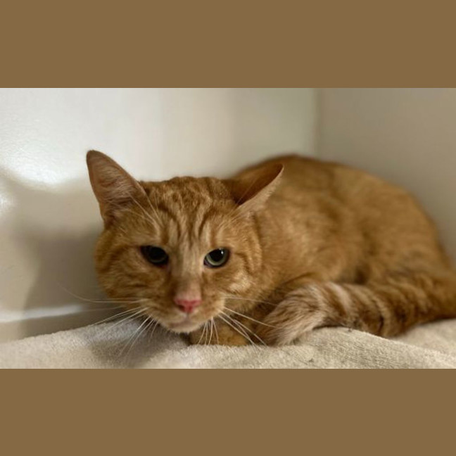 Photo of Samson