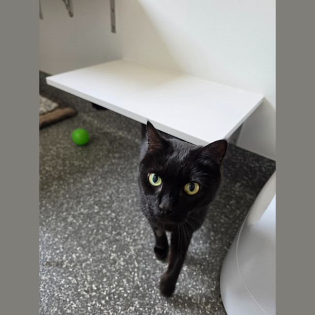 Photo of Robinson Aka Toothless