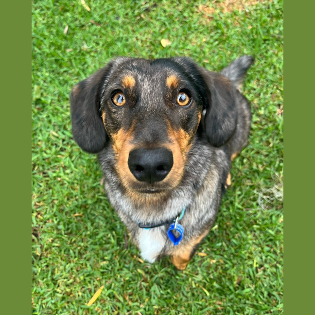Photo of Slinky   1.5 Year Old Dachshund X Aus Shepherd