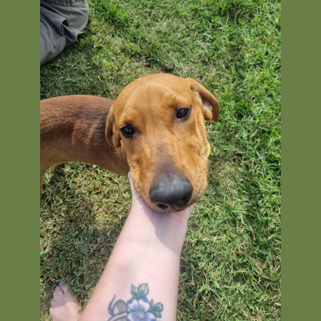 Photo of Snoop