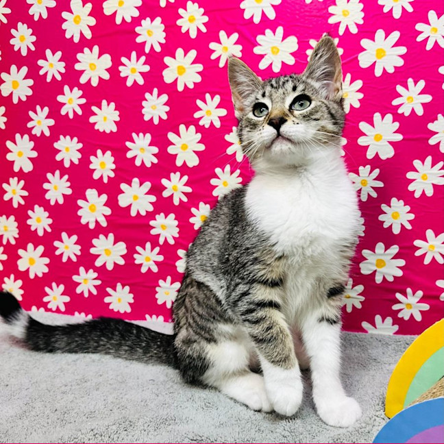 Photo of Gala   Located In Preston