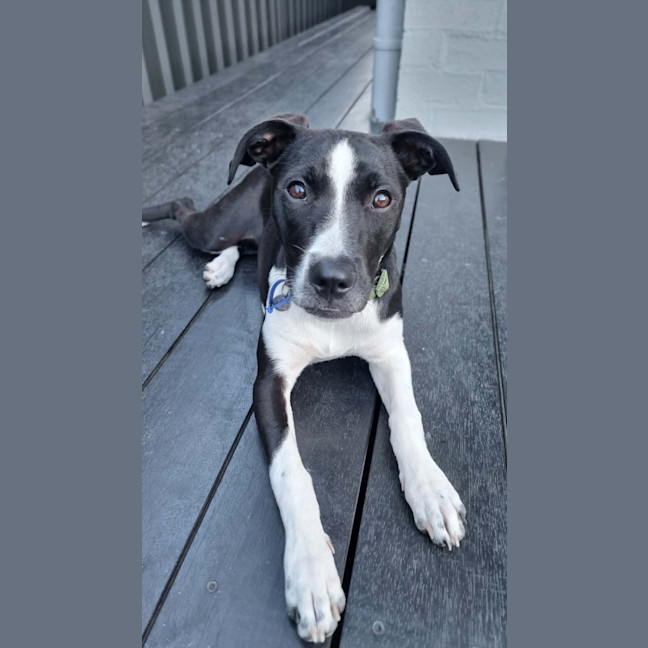 Photo of Honey   5 Month Old Staffy X Cattle Dog