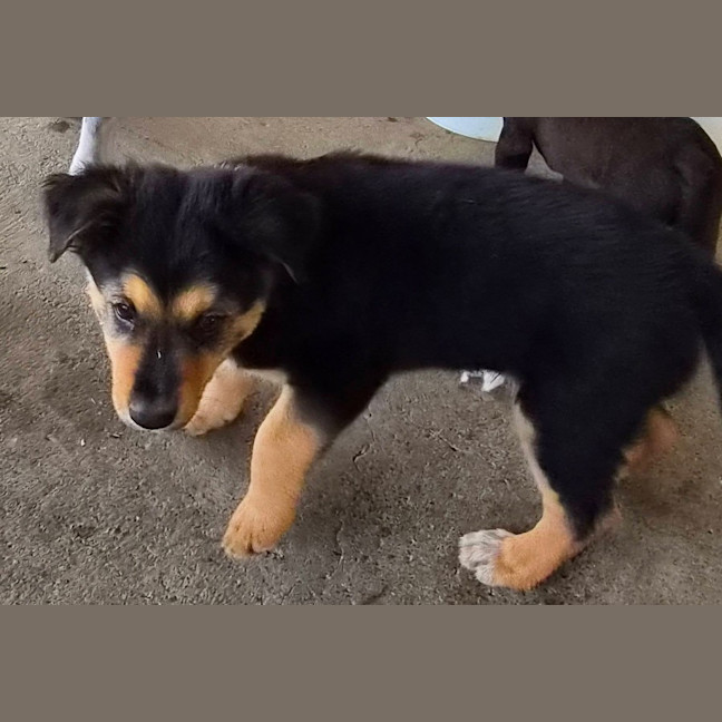 Photo of Baloo 