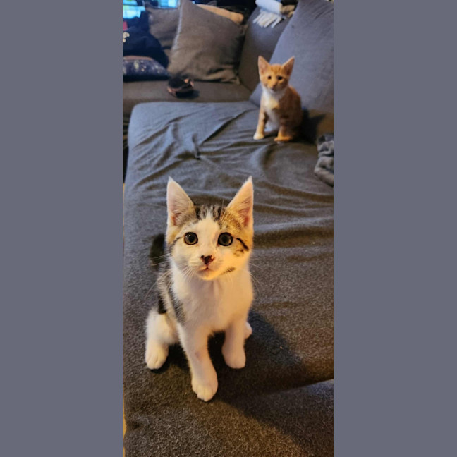 Photo of Katniss & Parsnip