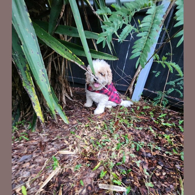 Photo of Simba And Lumi