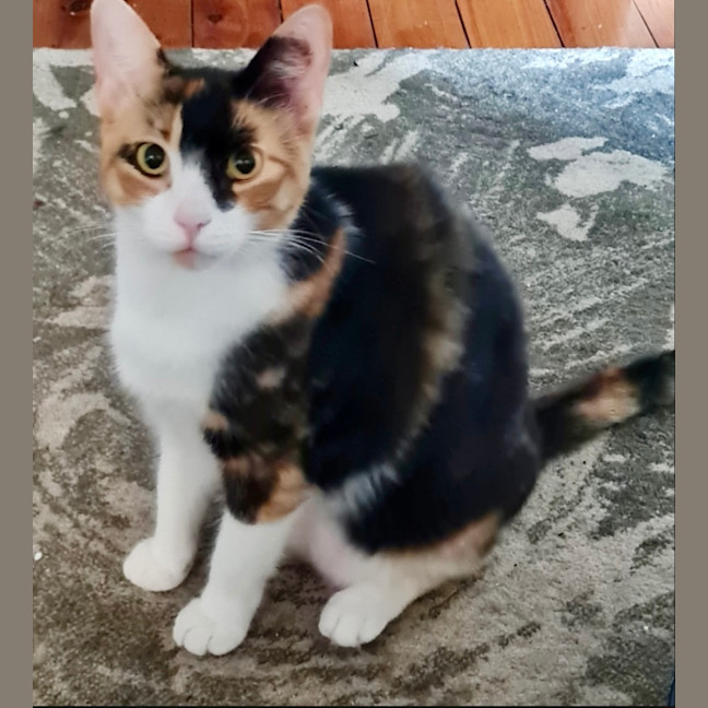 Photo of Georgie