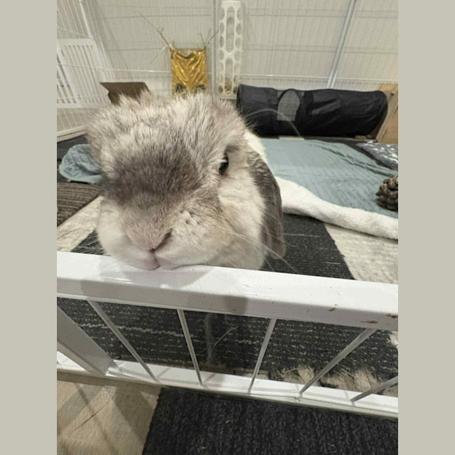 Photo of Gorgeous Milo