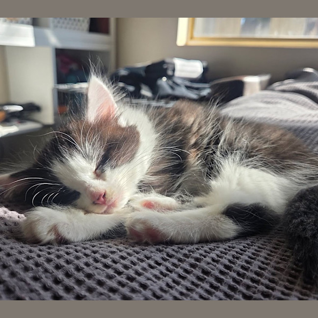 Photo of Oreo