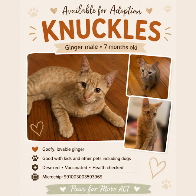 Photo of Knuckles