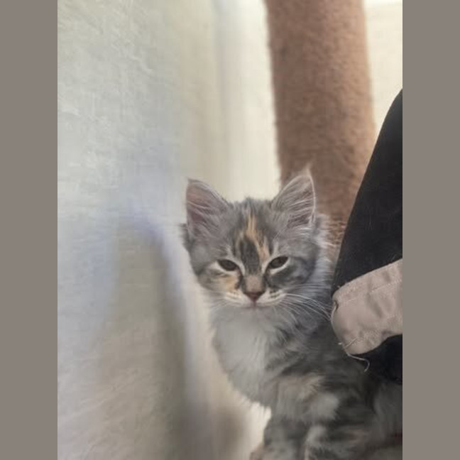 Photo of Princess