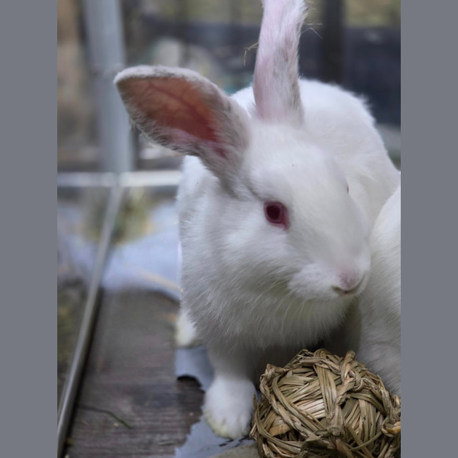 Photo of Harper