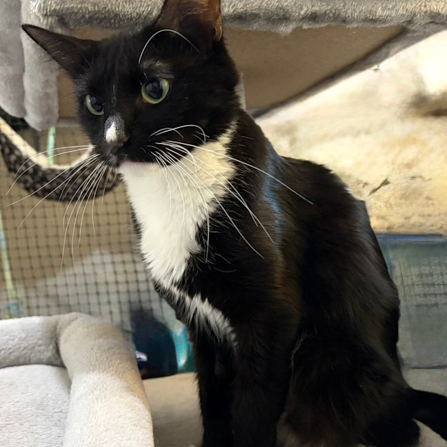 Photo of Whiskers
