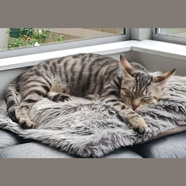 Photo of Millicent