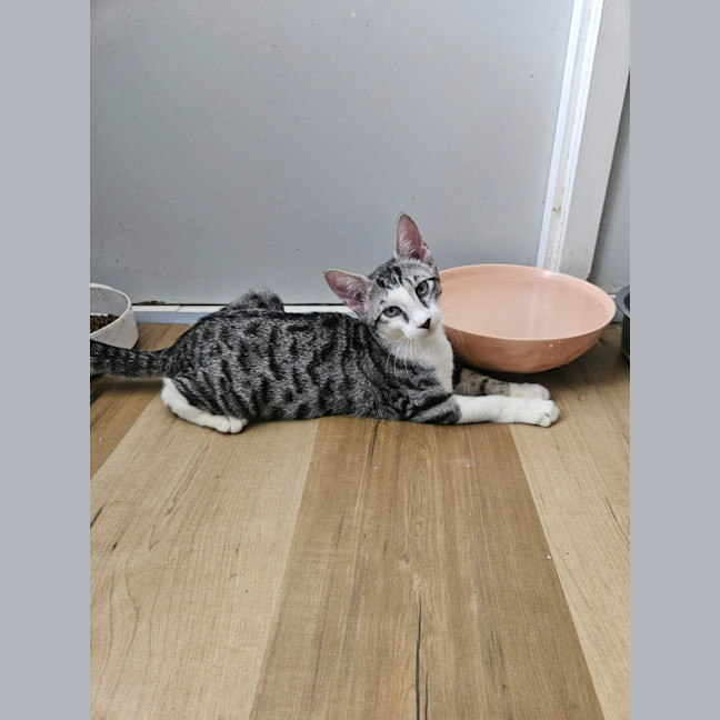 Photo of Pixie