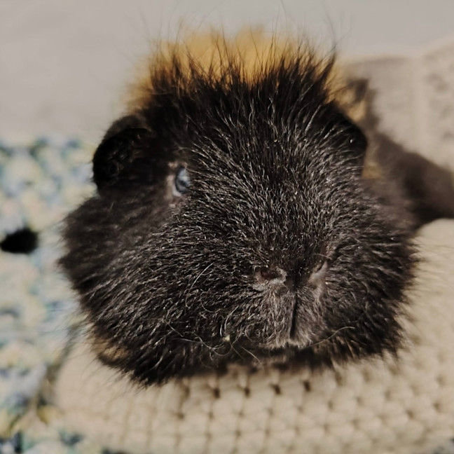 Photo of Tofu & Brownie Boy