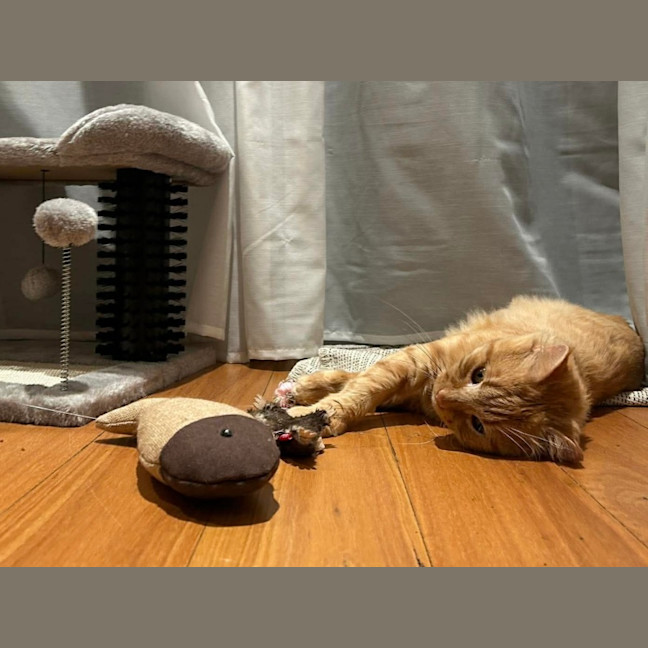 Photo of Ginger Boy