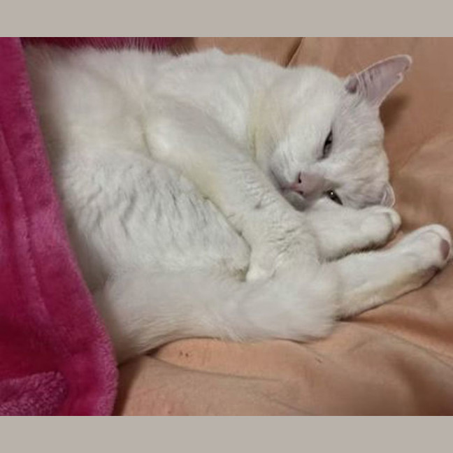 Photo of Snowball