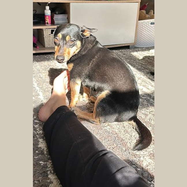 Photo of Tessa 💝 4 Year Old Dachshund X