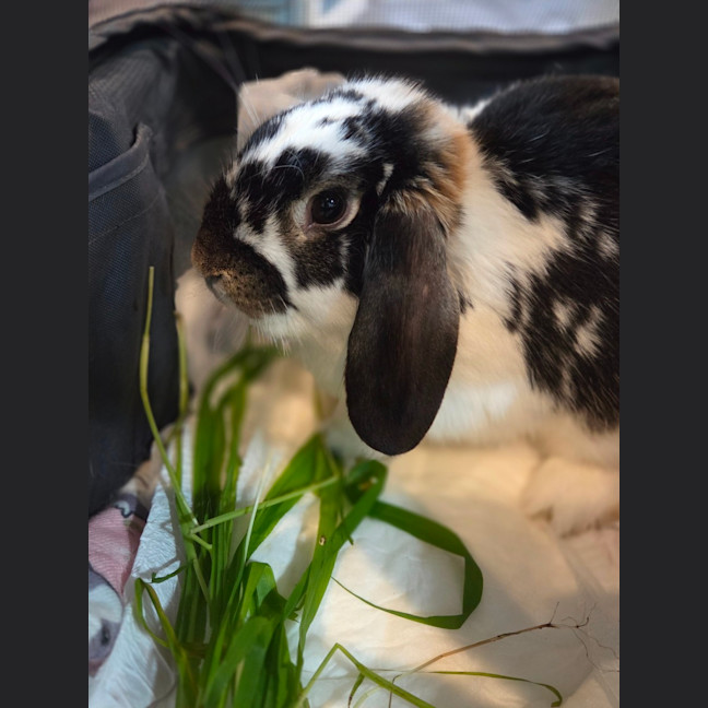 Photo of Samuel