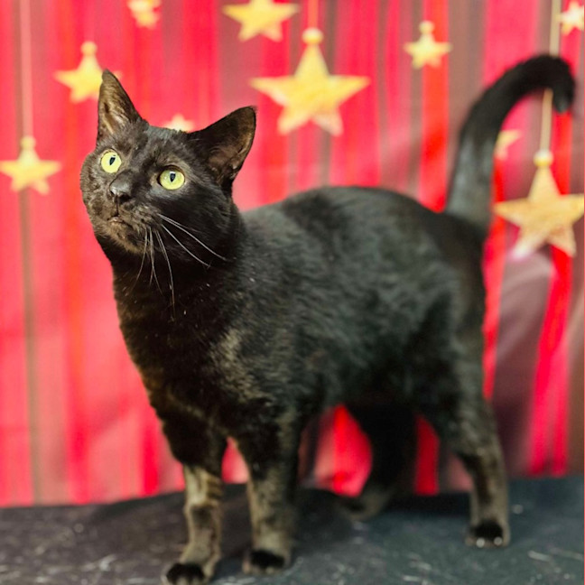 Photo of Bucky   Located In Preston