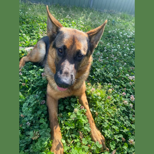 Photo of Gypsy