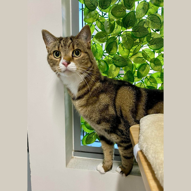 Photo of 🦋 Cleo 7124 🦋