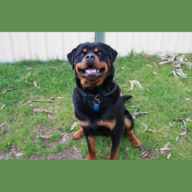Photo of Rogue