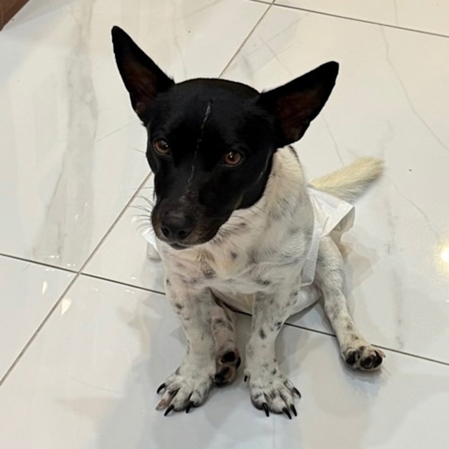 Photo of Spot 