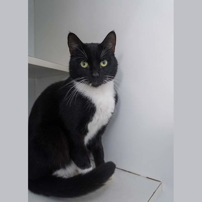 Photo of Tux