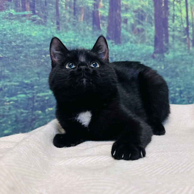 Photo of Skye   Located In Preston