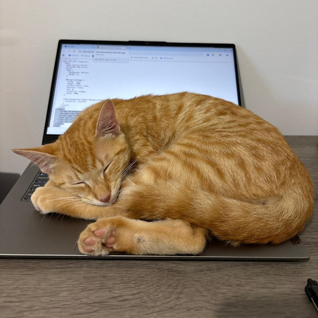 Photo of Cheerio