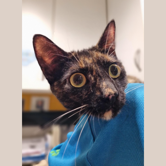 Photo of Mocha