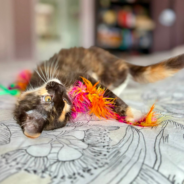 Photo of Isobel   In Foster Care In Templestowe