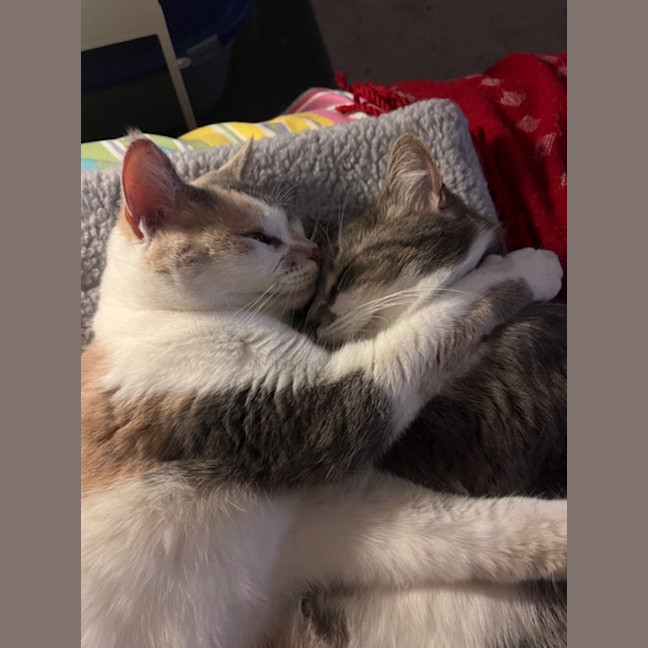 Photo of Nutmeg