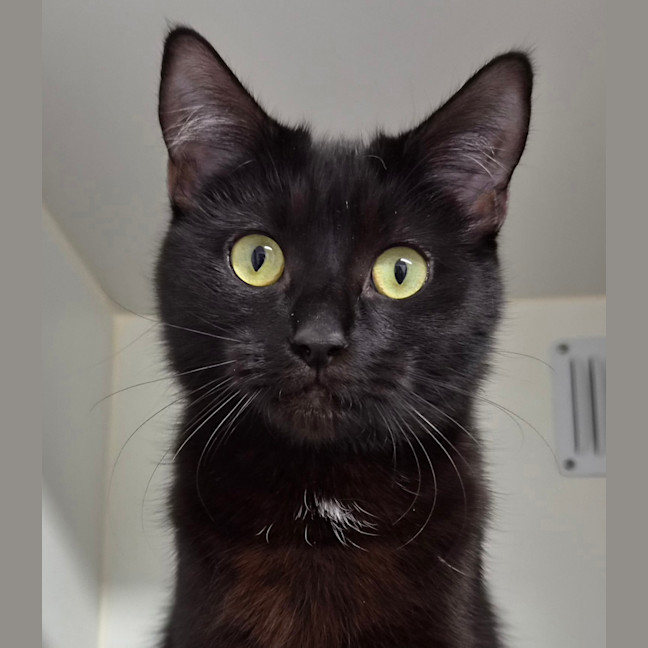 Photo of Pepper 