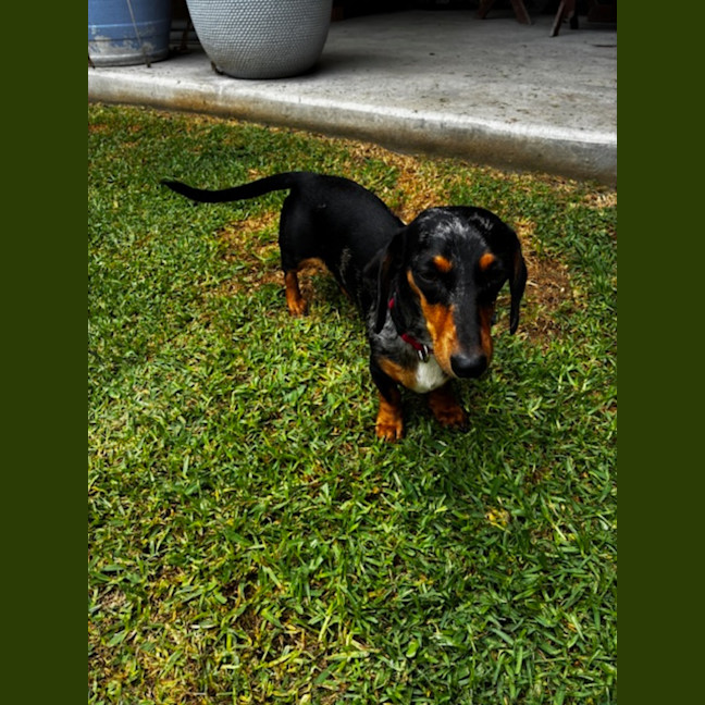 Photo of Maggie   16 Month Old Dachshund