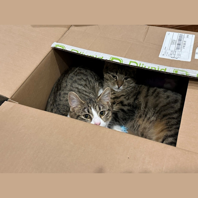 Photo of Cherry And Blossom