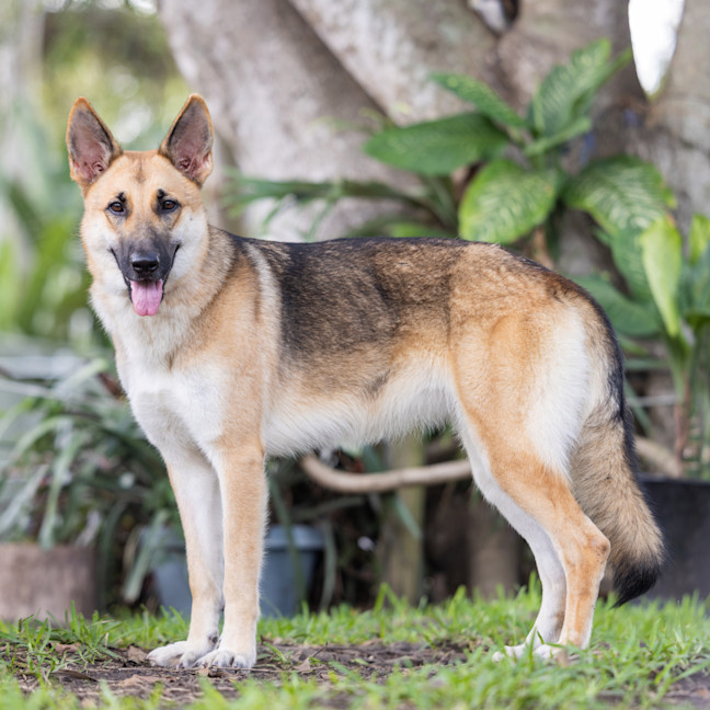 Photo of Lupa (Previously Kailani)