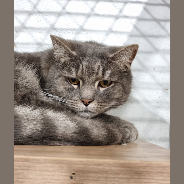 Photo of Lynx