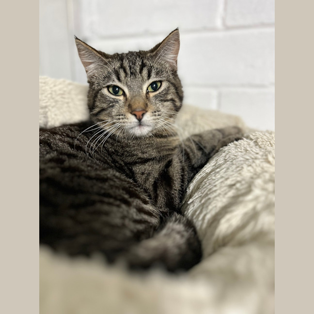 Photo of Jameson