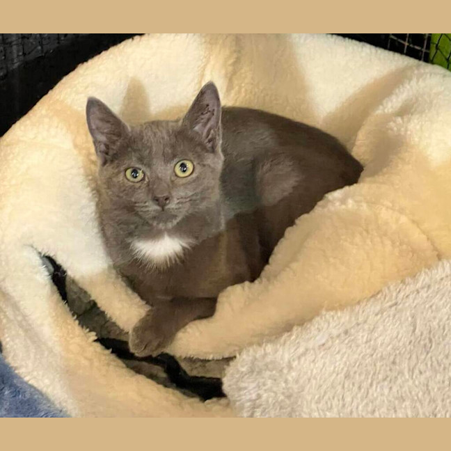 Photo of Indy