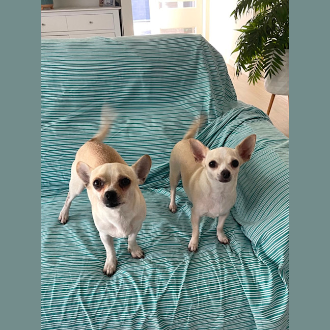 Photo of Sweet Little Lexi And Yeti 