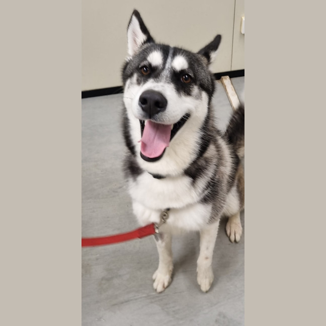 Photo of Bear