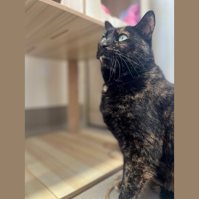 Photo of C1538 Betsy