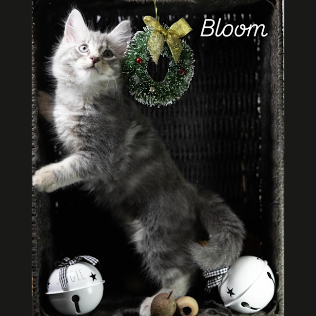 Photo of Bloom